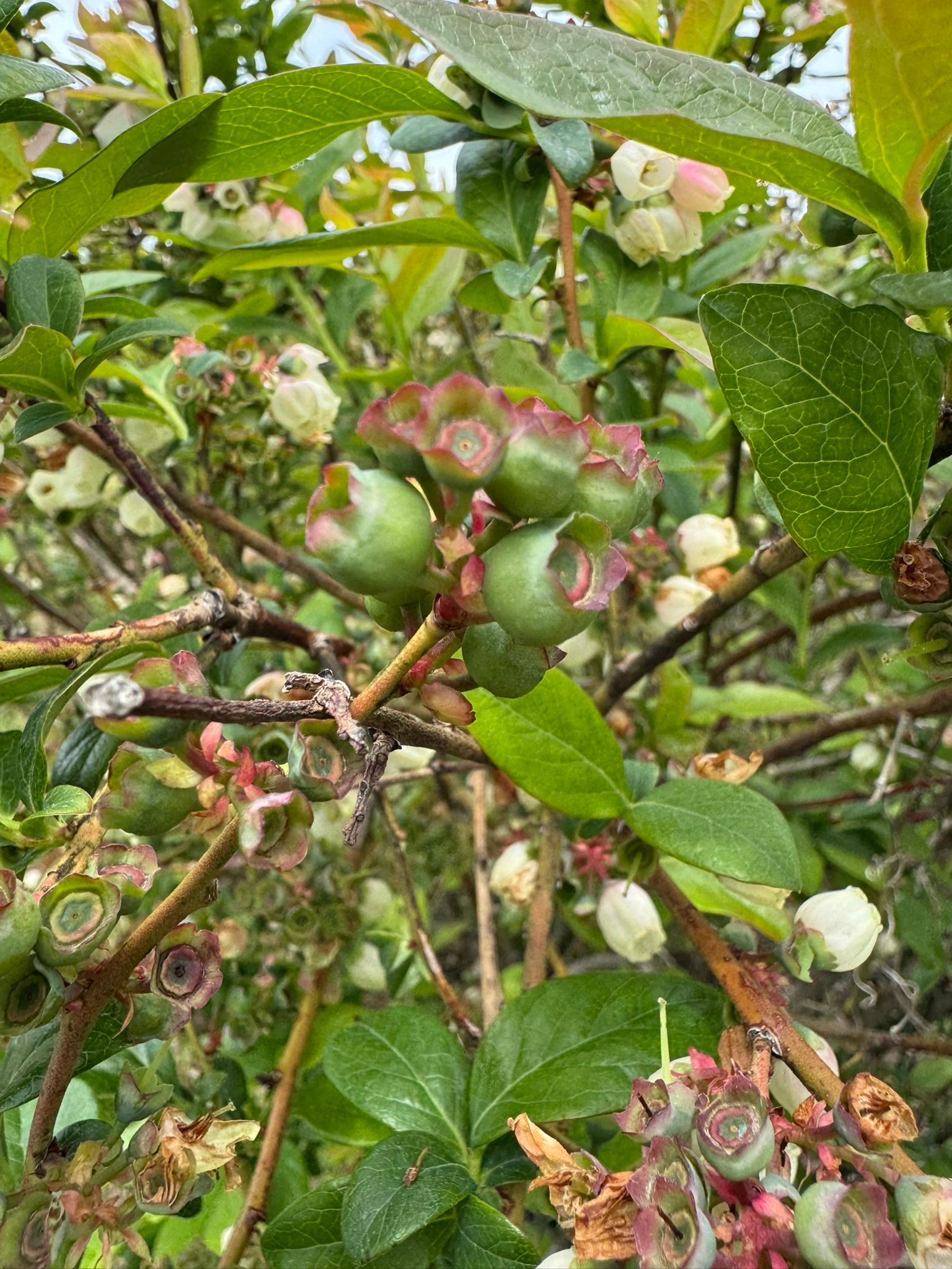 Blueberry Spicers May 27.JPEG